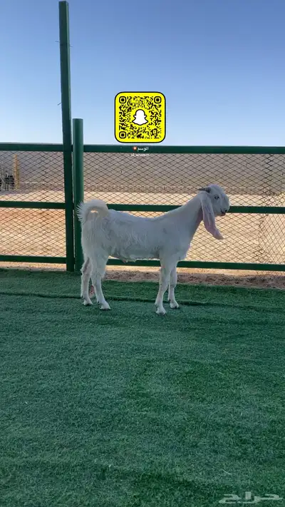 مشروع فحل 1