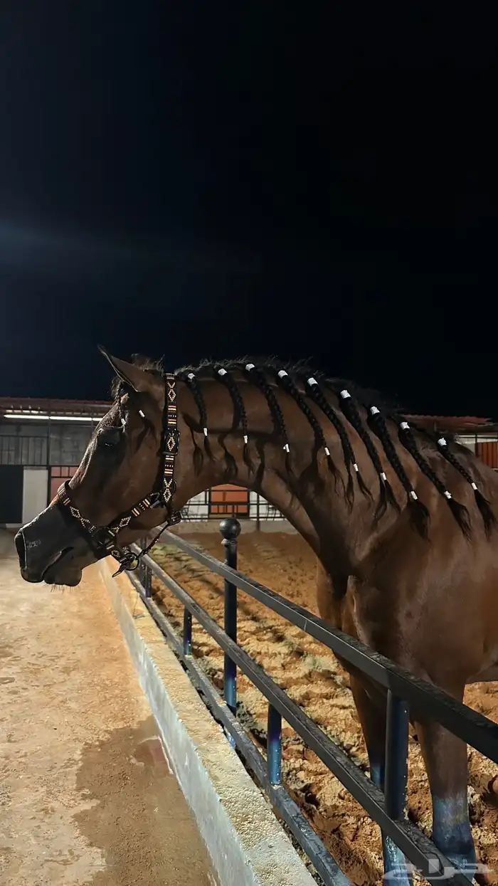 مربط AD للخيل العربية الأصيلة 2