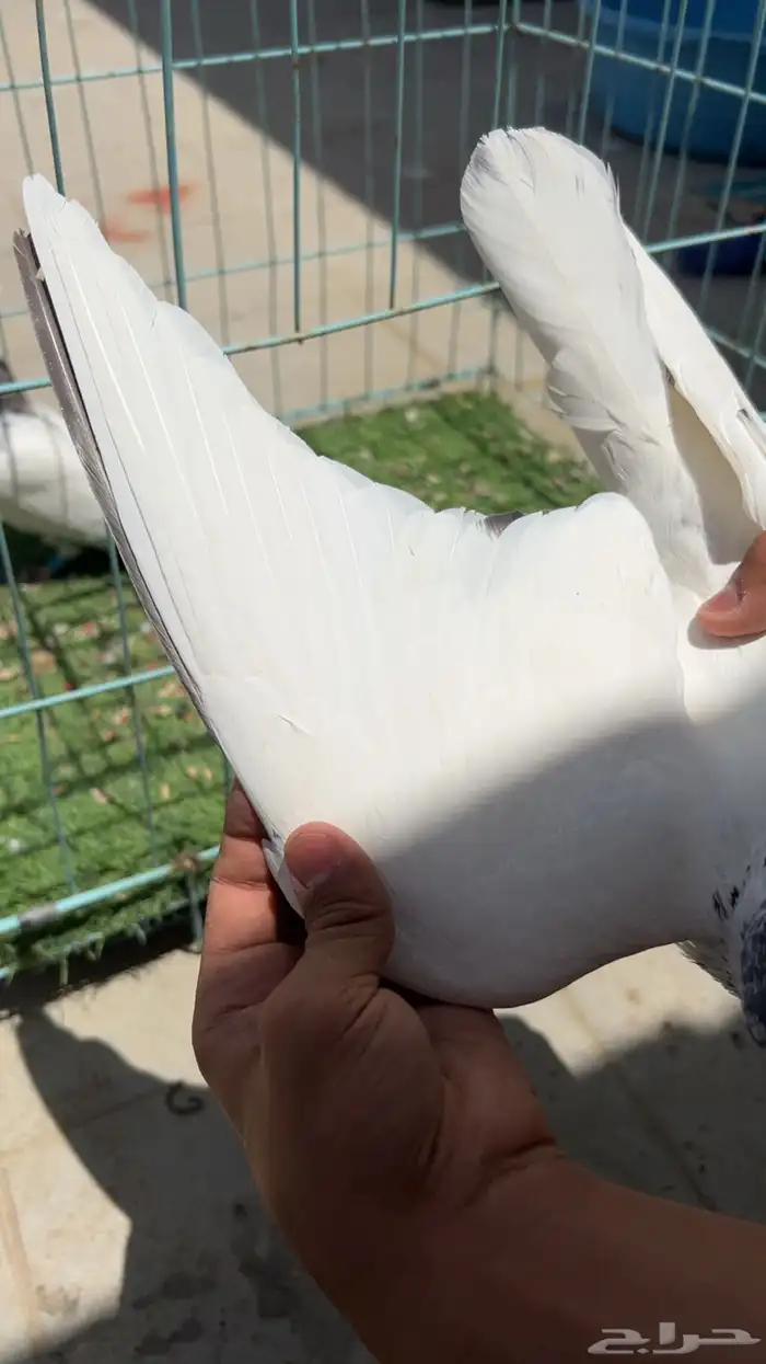 حمام باكستاني 6
