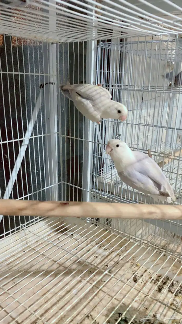 زوج روز تم البيع 0