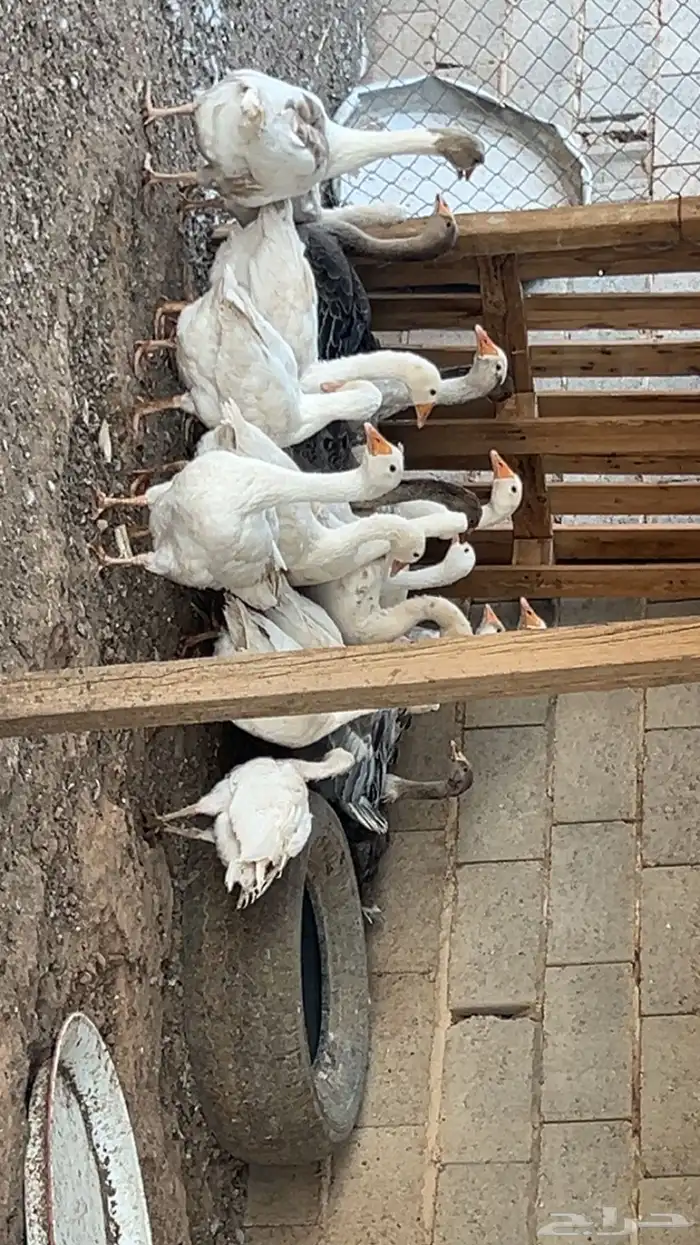 فروخ وز 1