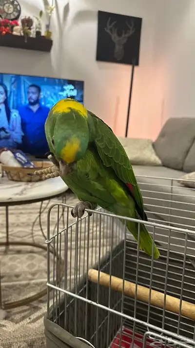 يلوناب فل جرا وهدد 15