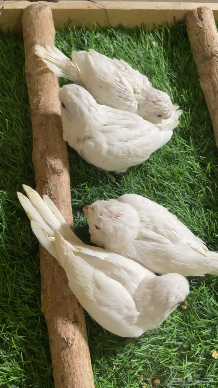 فروخ كويكر البينو 1