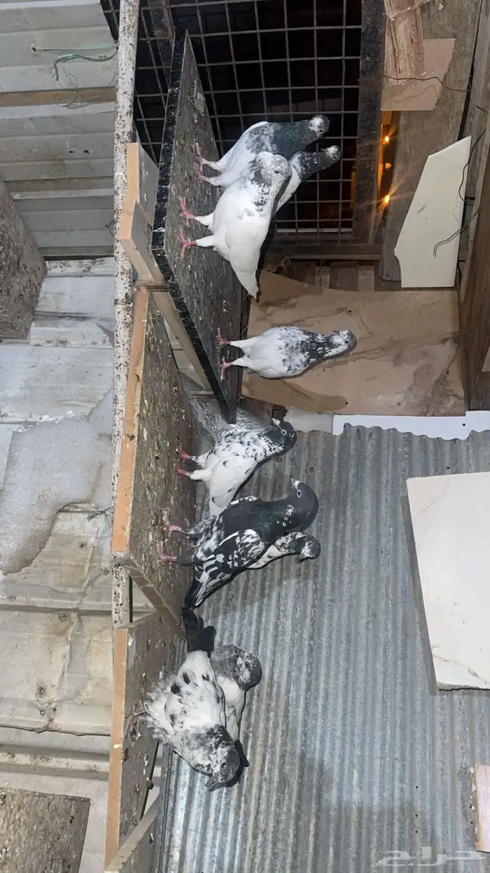 حمام باكستاني 2