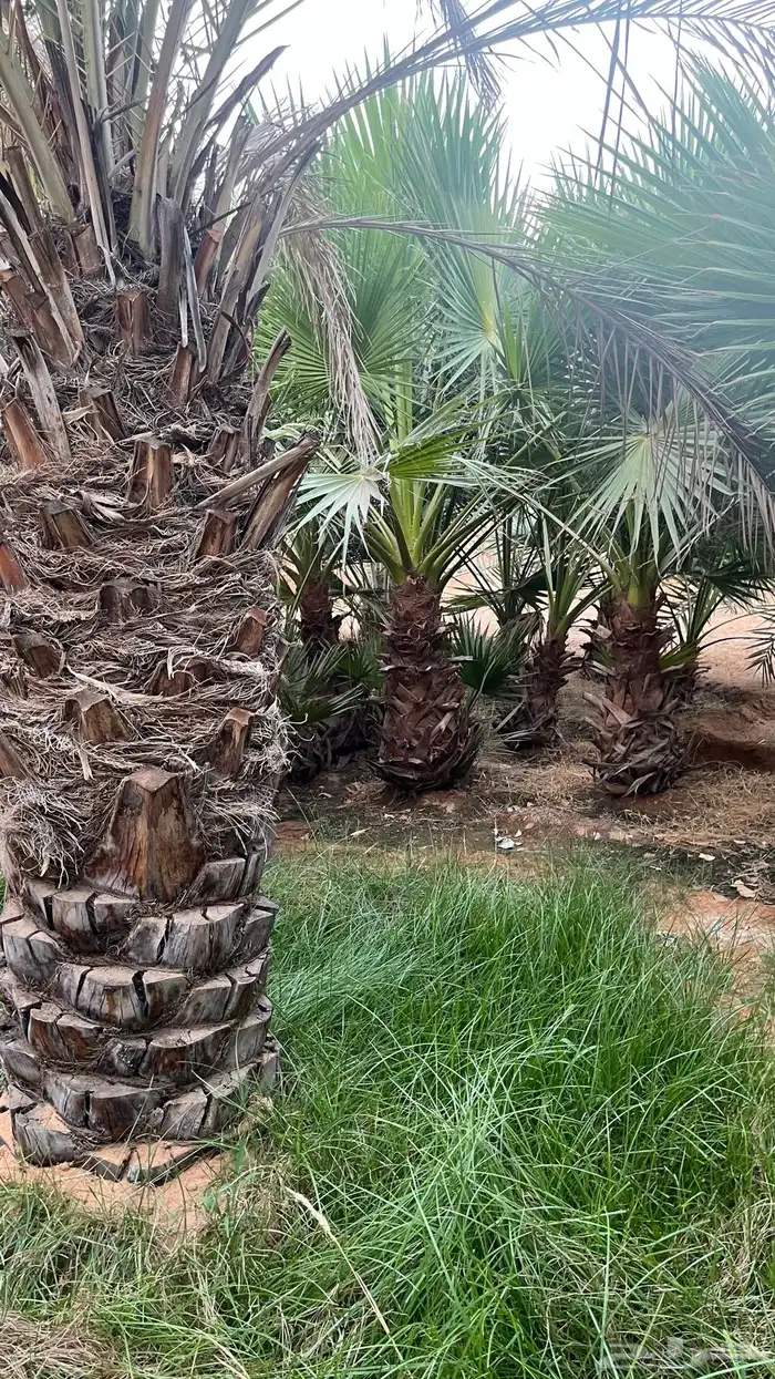 القصيم بريده ابلق 0