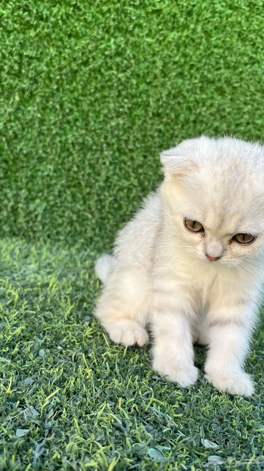 سكوتش فولد للبيع عمر شهرين انثى 0