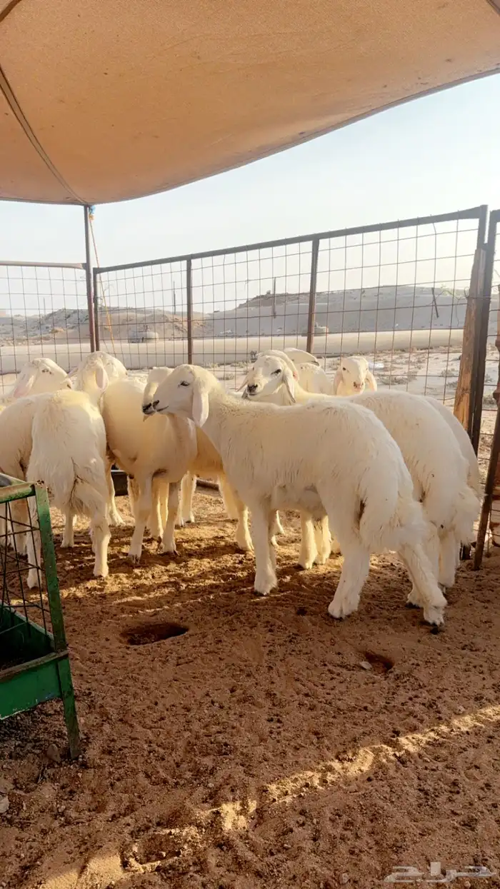 طليان تم البيع 2