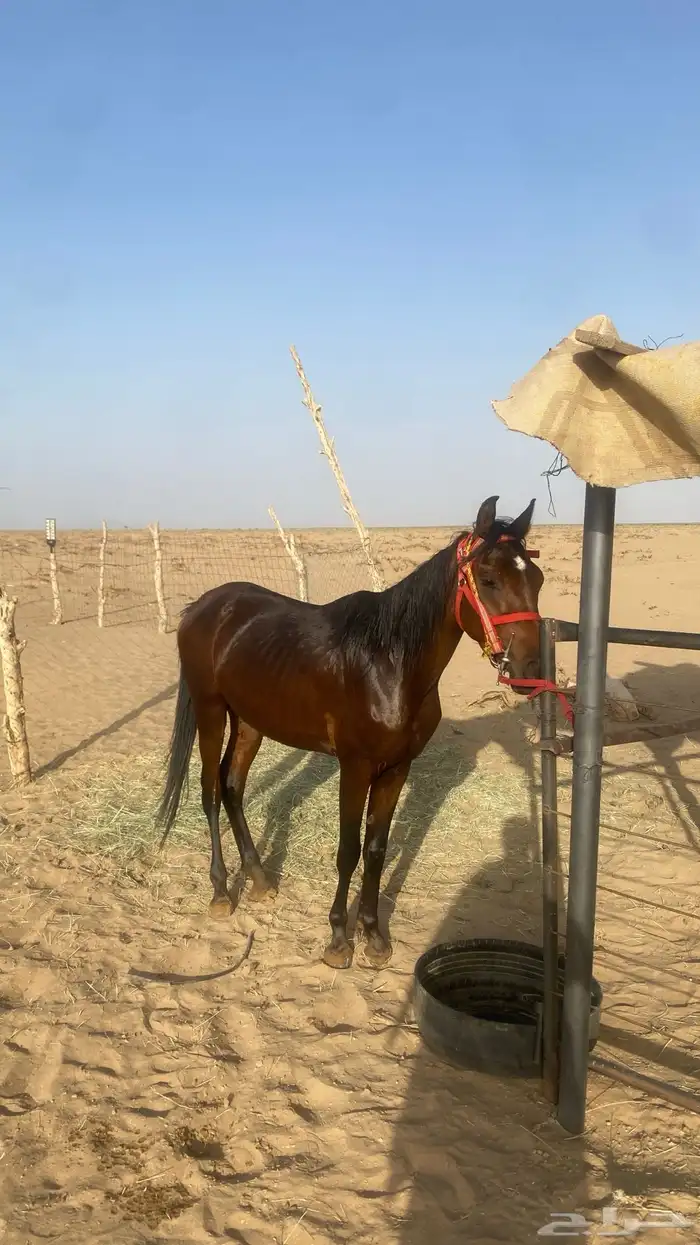 حصان شعبي 3