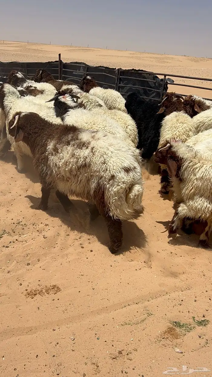 ذبايح نعيمي حري نجدي تيوس 4