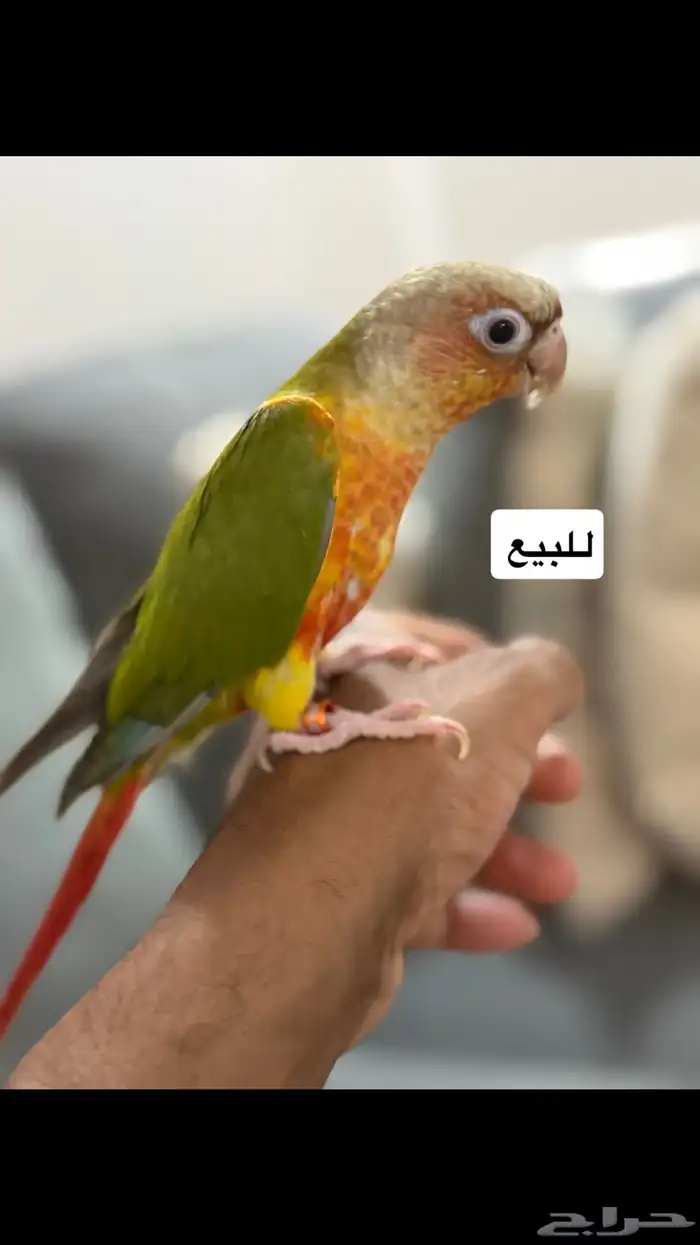 للبيع كنيور اليف 0
