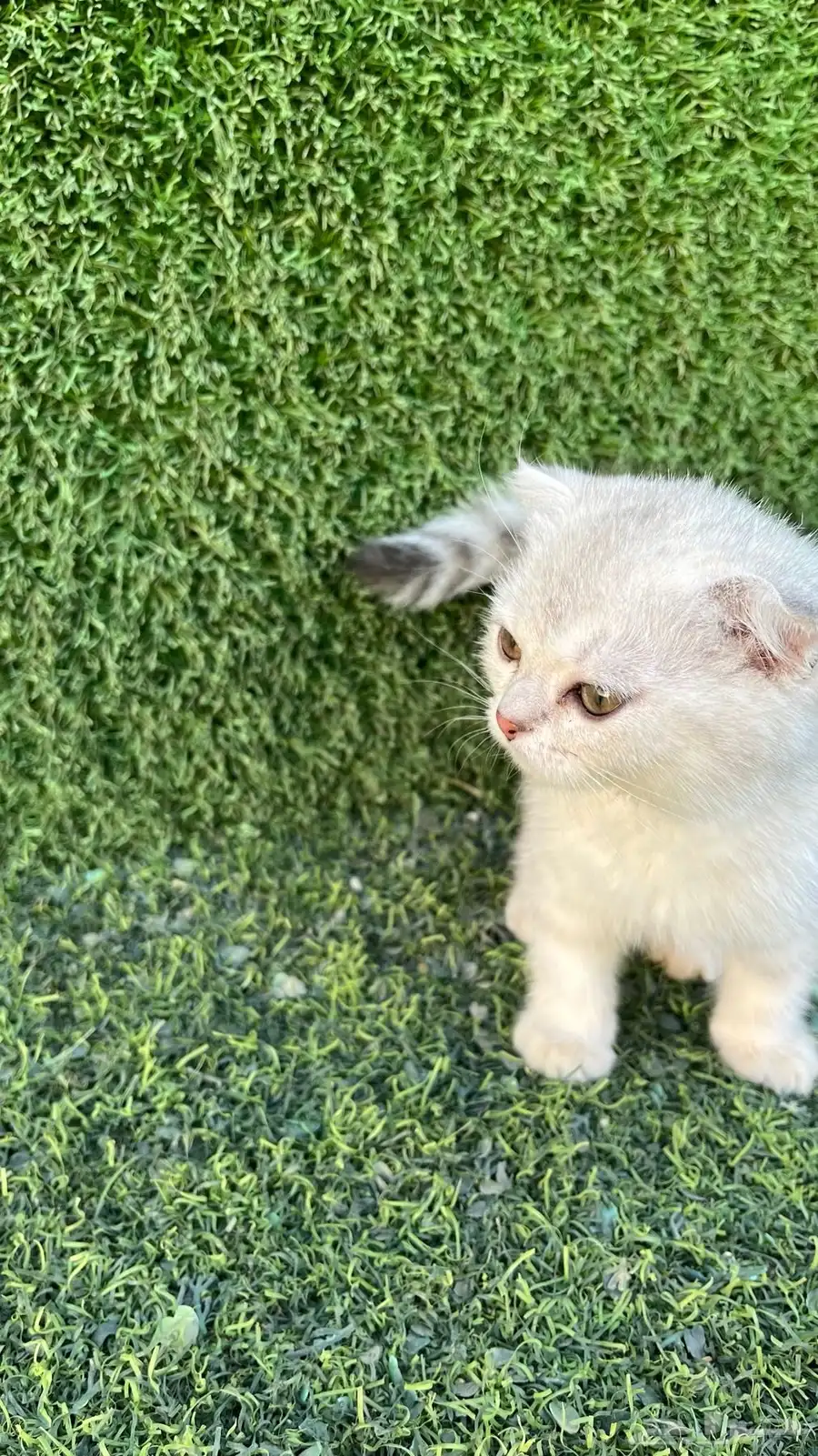 سكوتش فولد للبيع عمر شهرين انثى 5