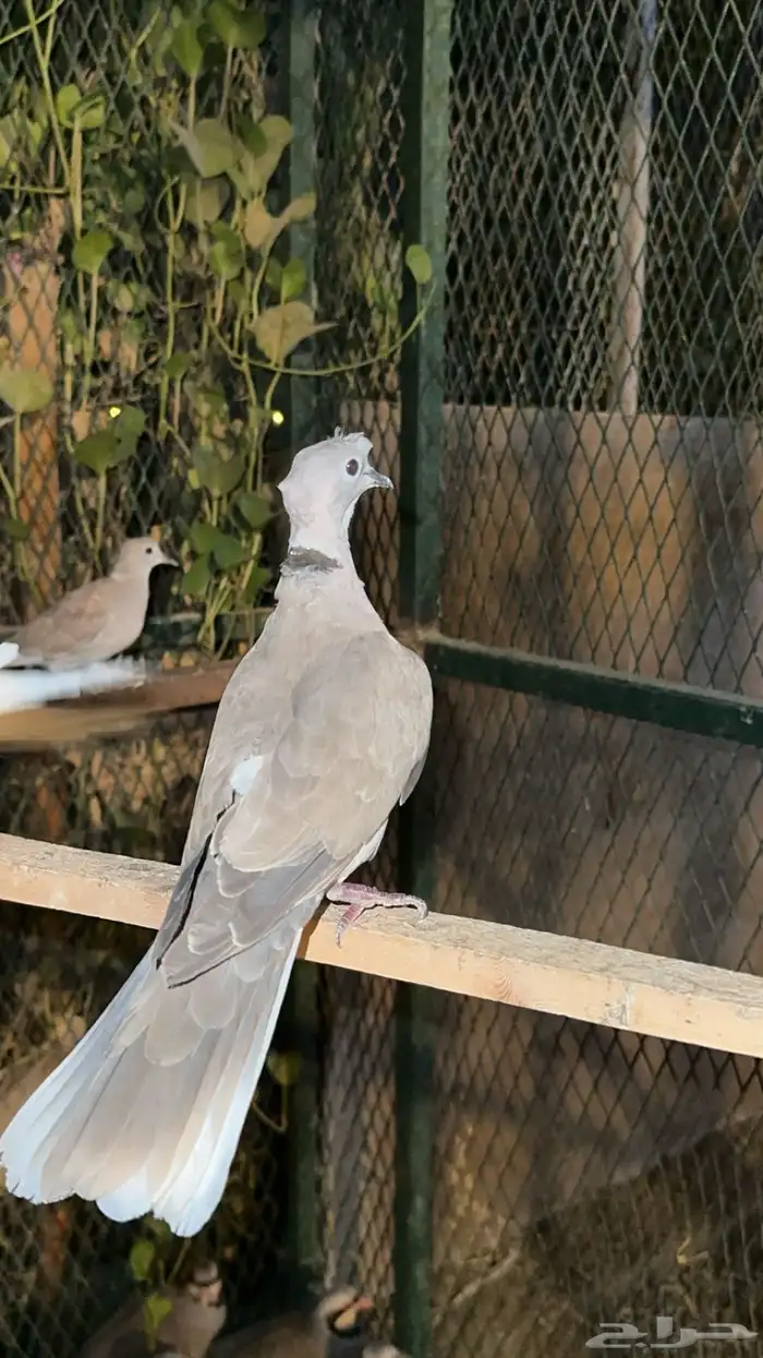 بدي للبيع 5