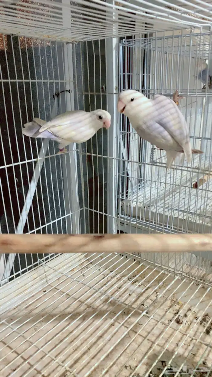 زوج روز تم البيع 1