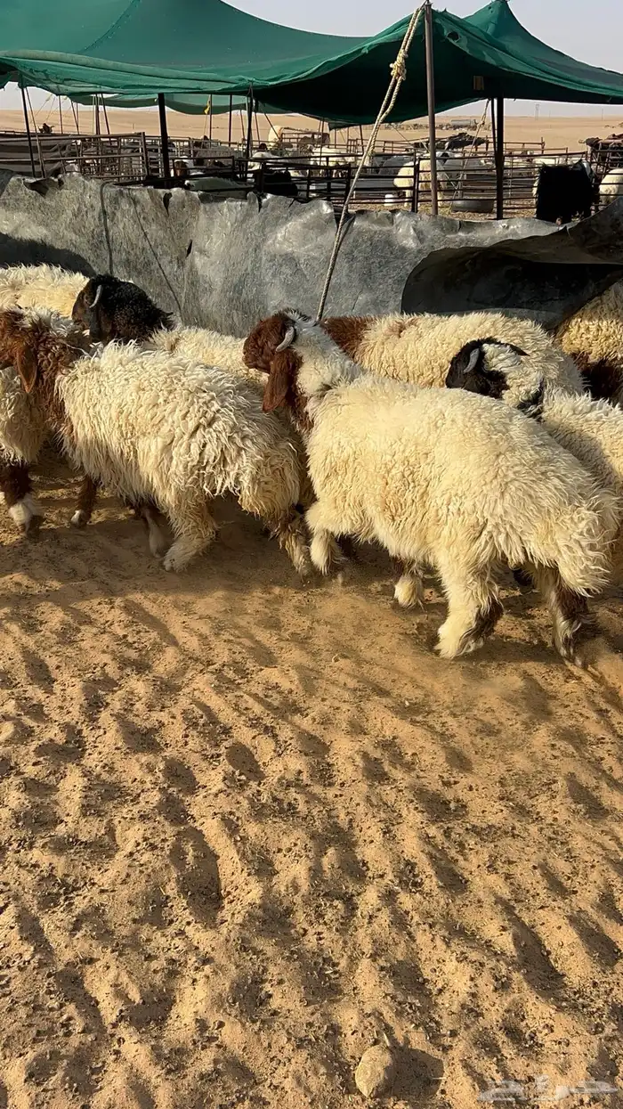 ذبايح نعيمي حري نجدي تيوس 1
