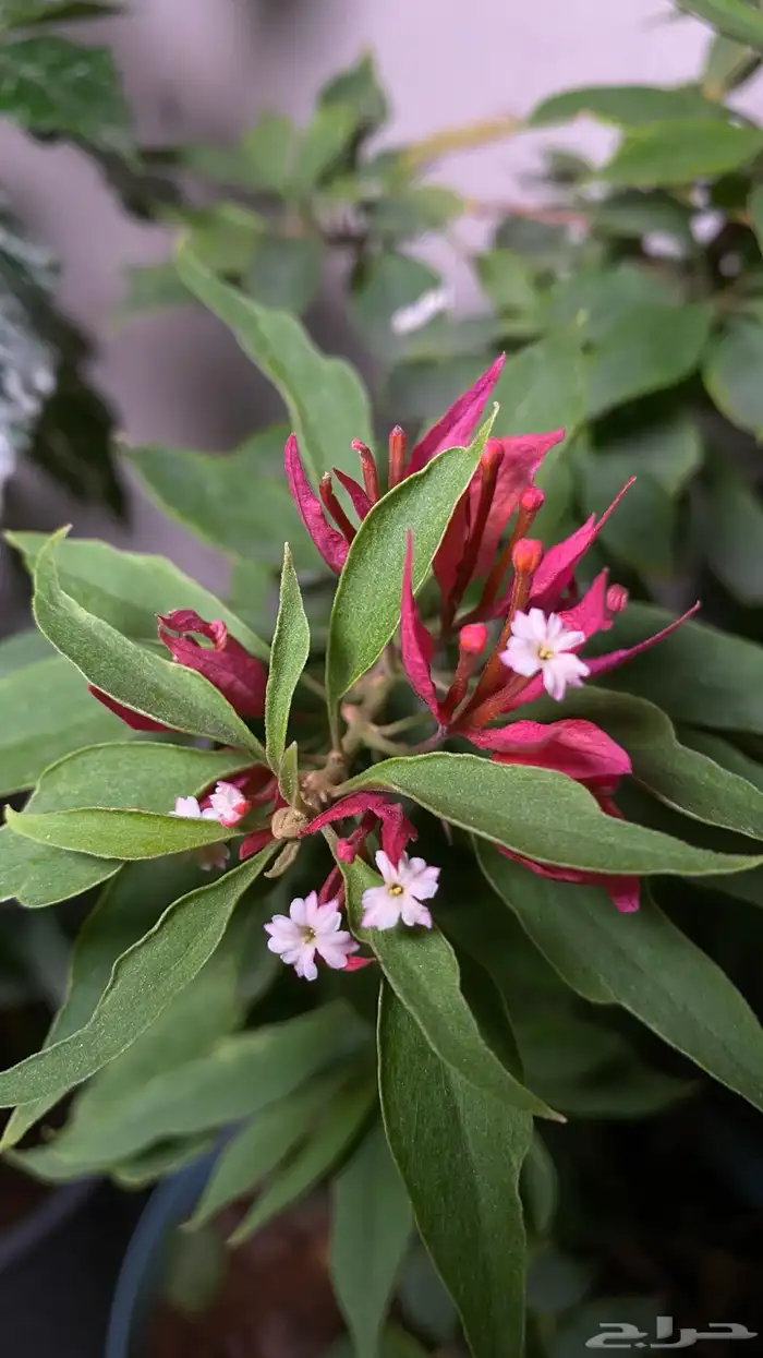 جهنمية نادرة جدا  جهنمية الفراشة الاسم العلمي Torch Butterfly 8
