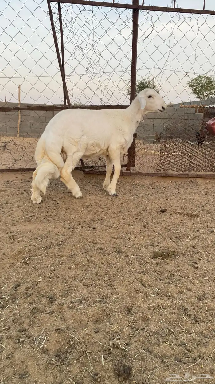 خروف مشروع فحل صنف 1