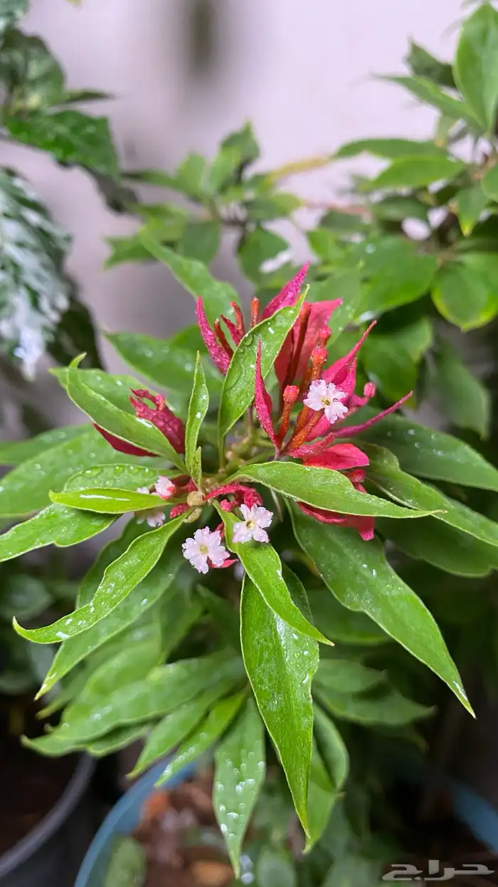 جهنمية نادرة جدا  جهنمية الفراشة الاسم العلمي Torch Butterfly 6