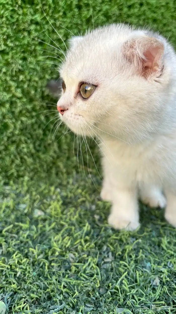 سكوتش فولد للبيع عمر شهرين انثى 6