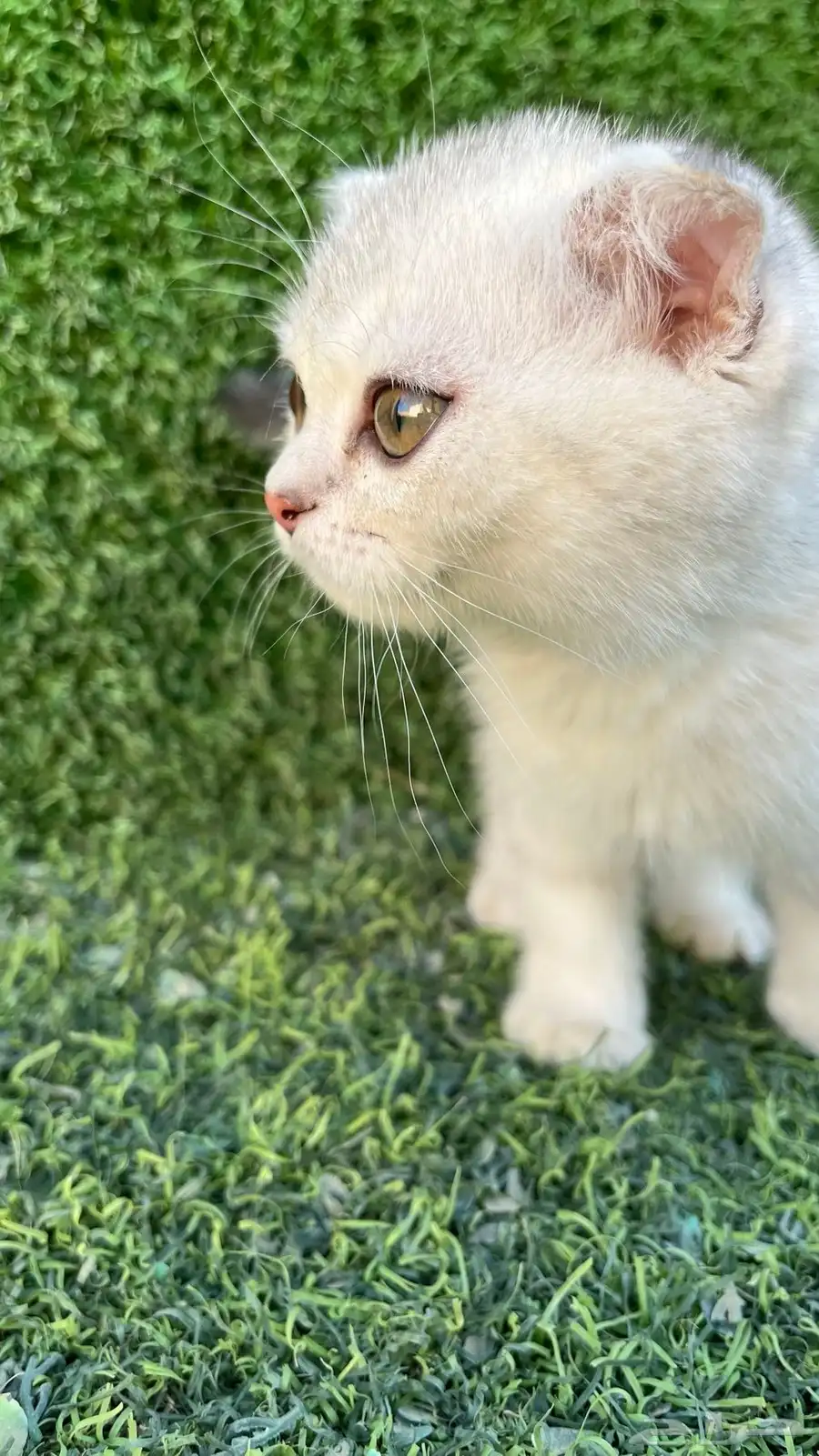 سكوتش فولد للبيع عمر شهرين انثى 6