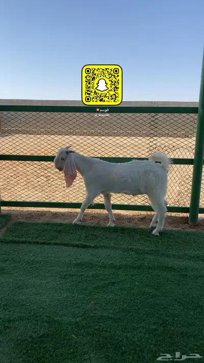 مشروع فحل 0