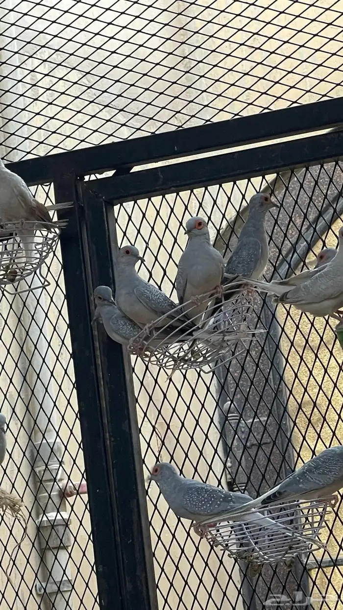 طيور ماسي 3