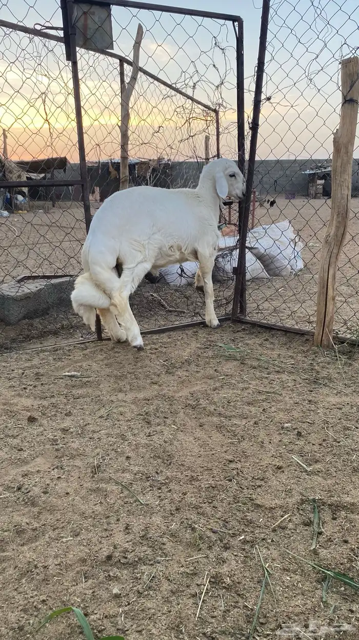 خروف مشروع فحل صنف 3