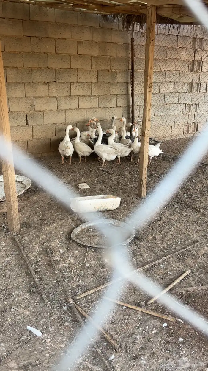 فروخ وز 2