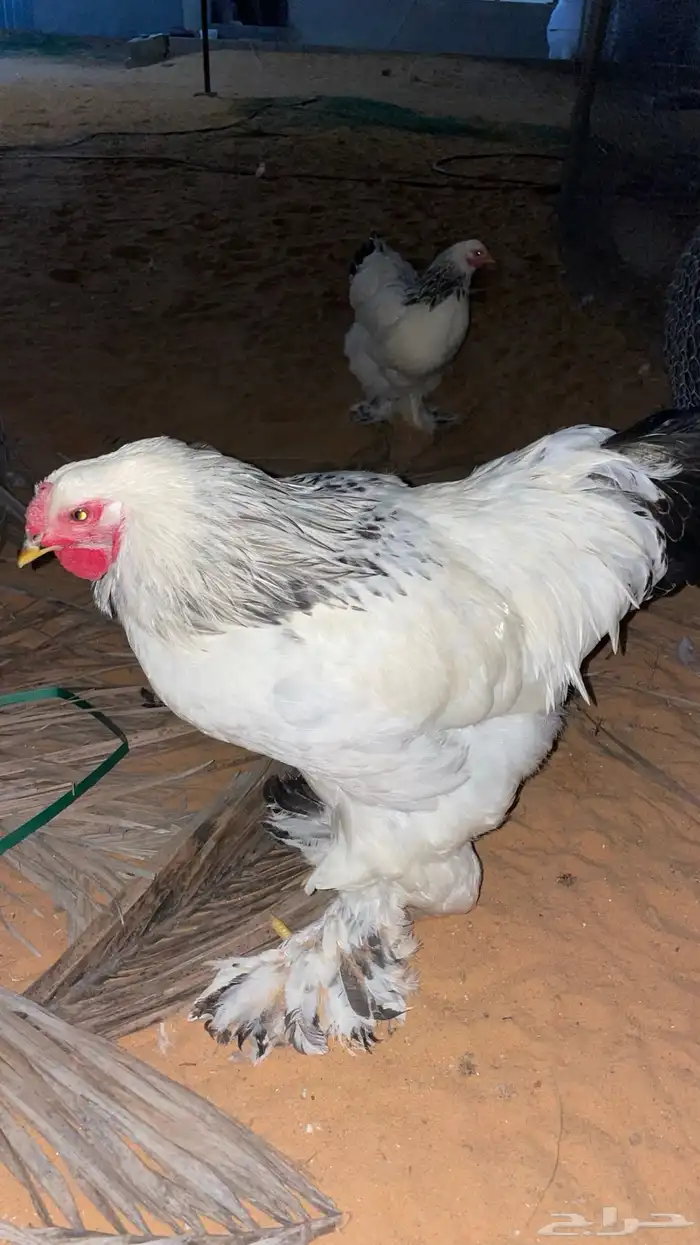 دجاج براهما كولمبي 1