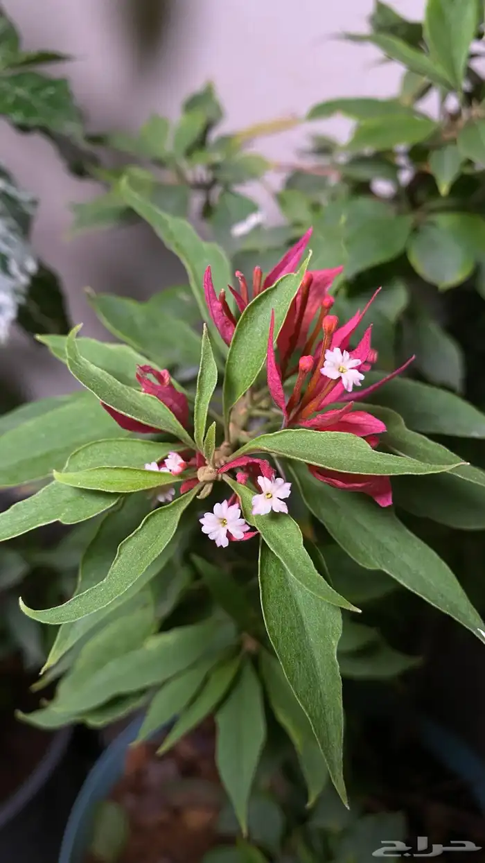 جهنمية نادرة جدا  جهنمية الفراشة الاسم العلمي Torch Butterfly 7