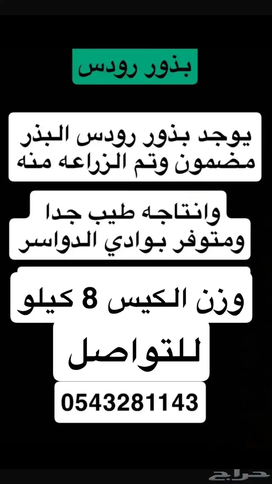 بذر رودس للبيع نظيف بوادي الدواسر 1