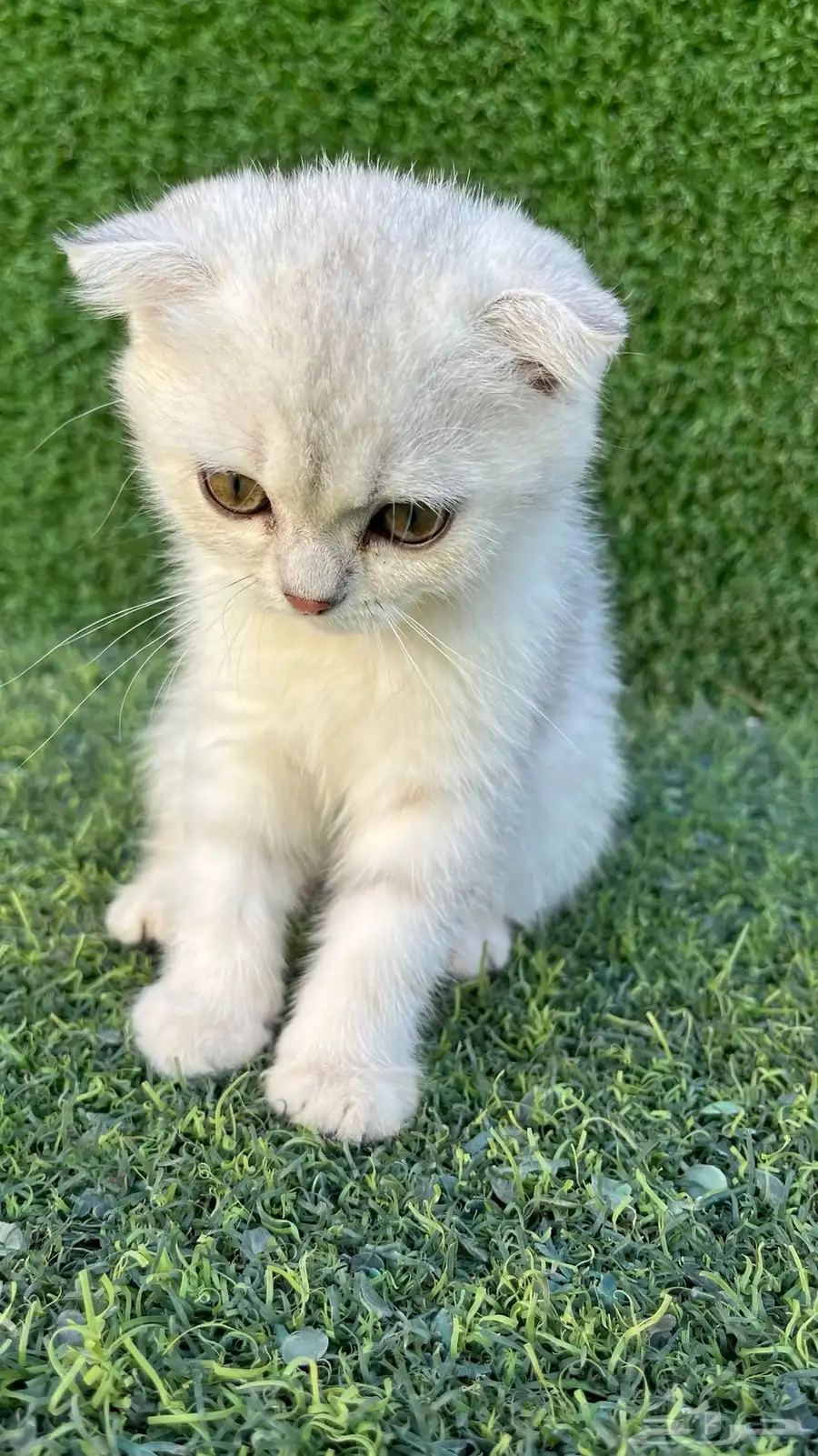 سكوتش فولد للبيع عمر شهرين انثى 1