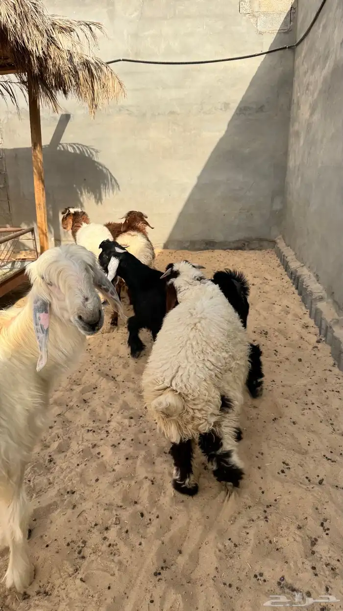ثني نعيم 7
