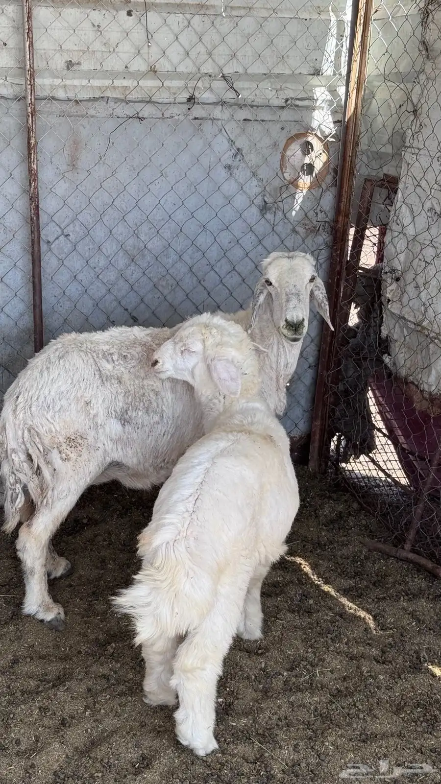 حريه تامه معها خروف 2