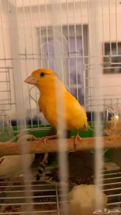 كناري 0