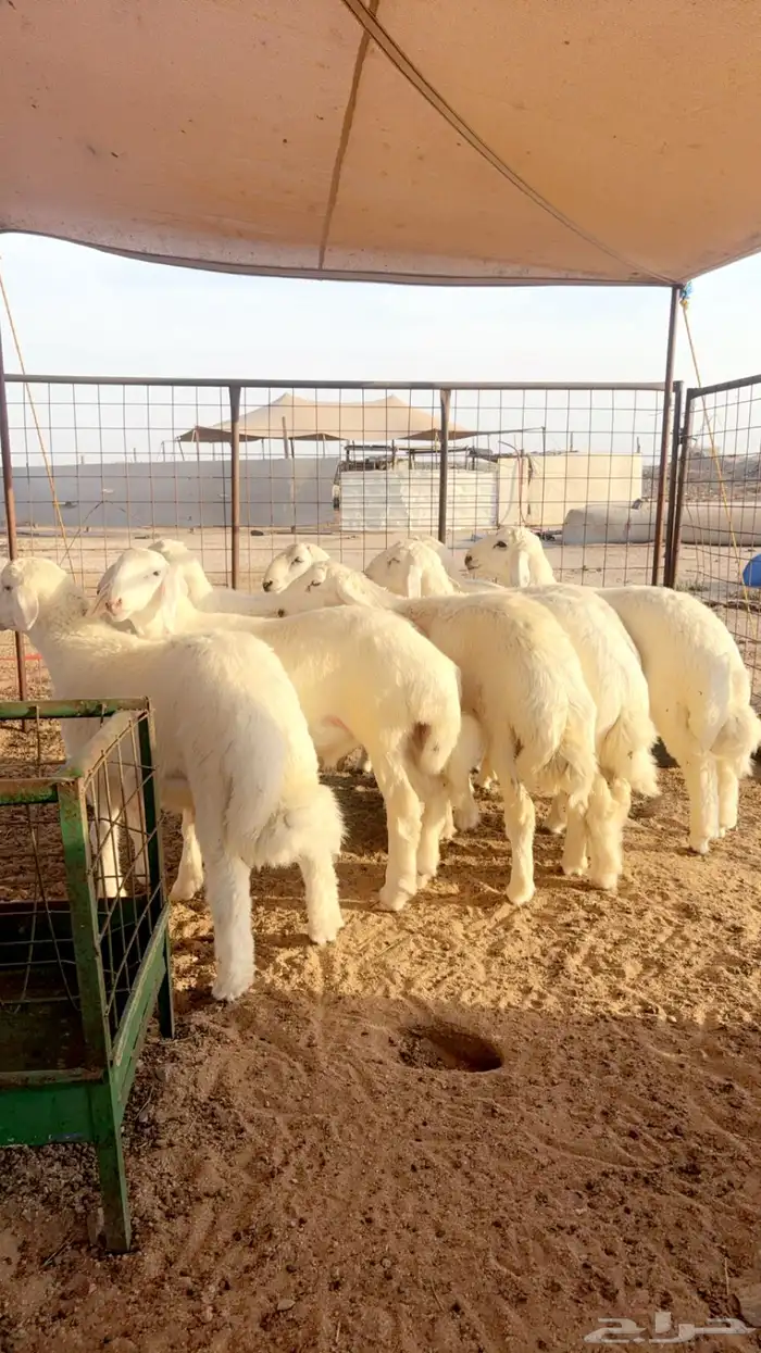 طليان تم البيع 0