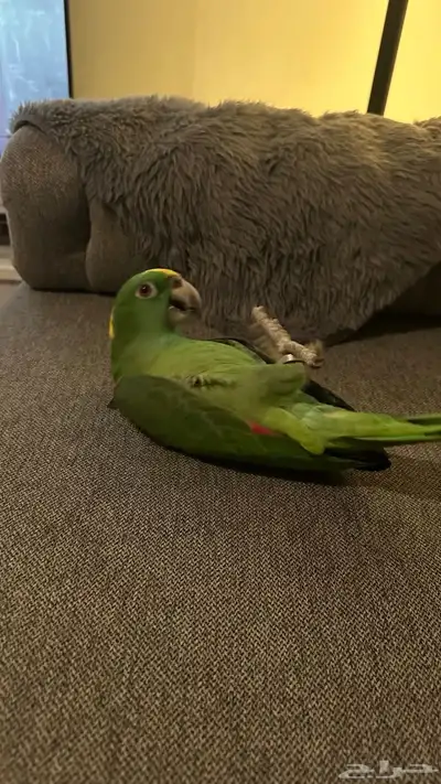 يلوناب فل جرا وهدد 8