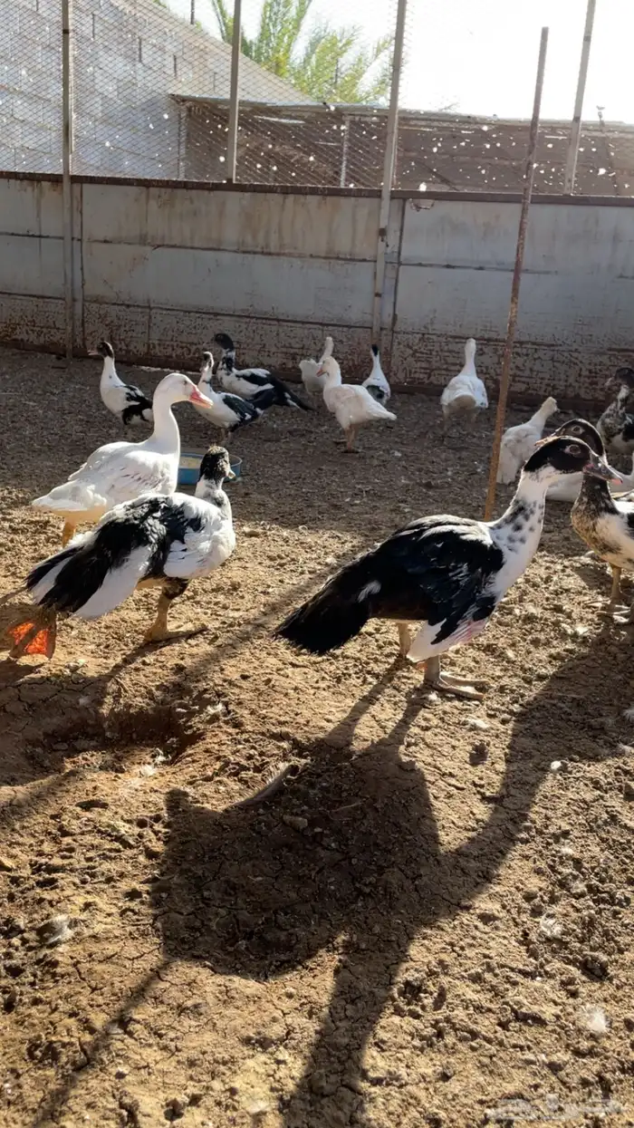 بط بلدي 1
