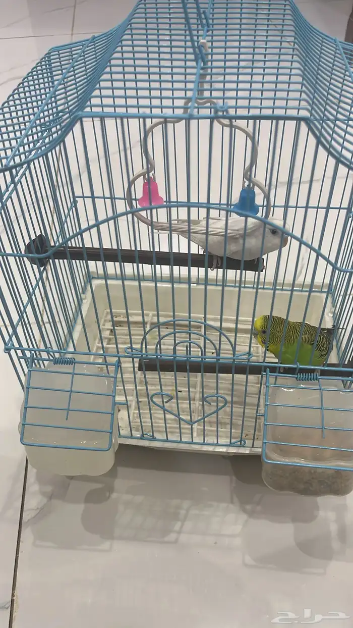 طيور للبيع 2 مع البيت حقها واكله 1