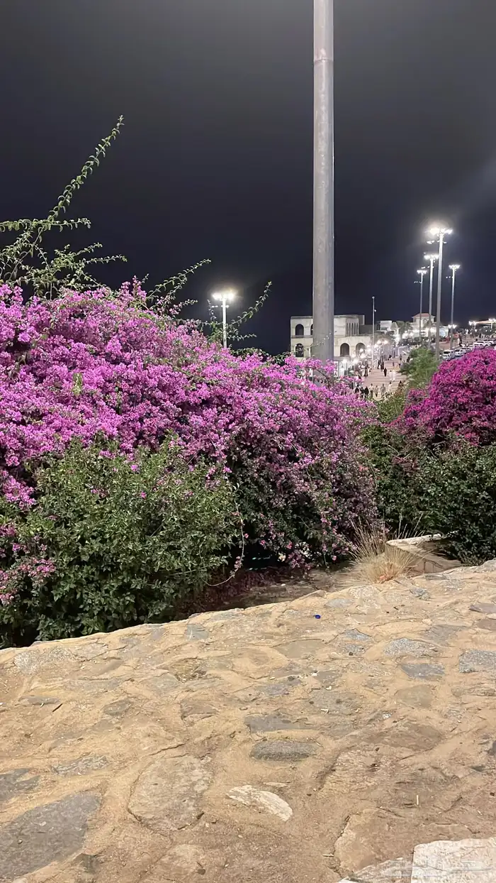 مصور وداعم للحسابات في مواقع تواصل الاجتماعي 2