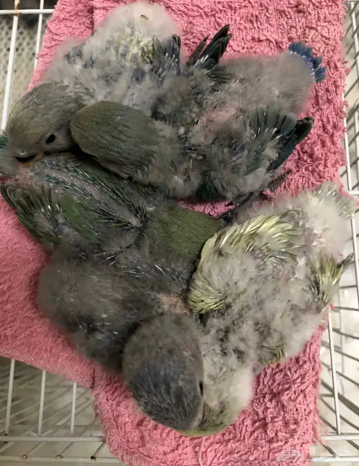 للبيع فروخ روز غر اللوان مشكله( تم البيع ) 0