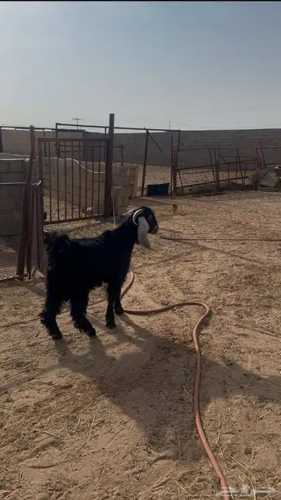 تيس حبشي مشروع فحل السن جذع 0