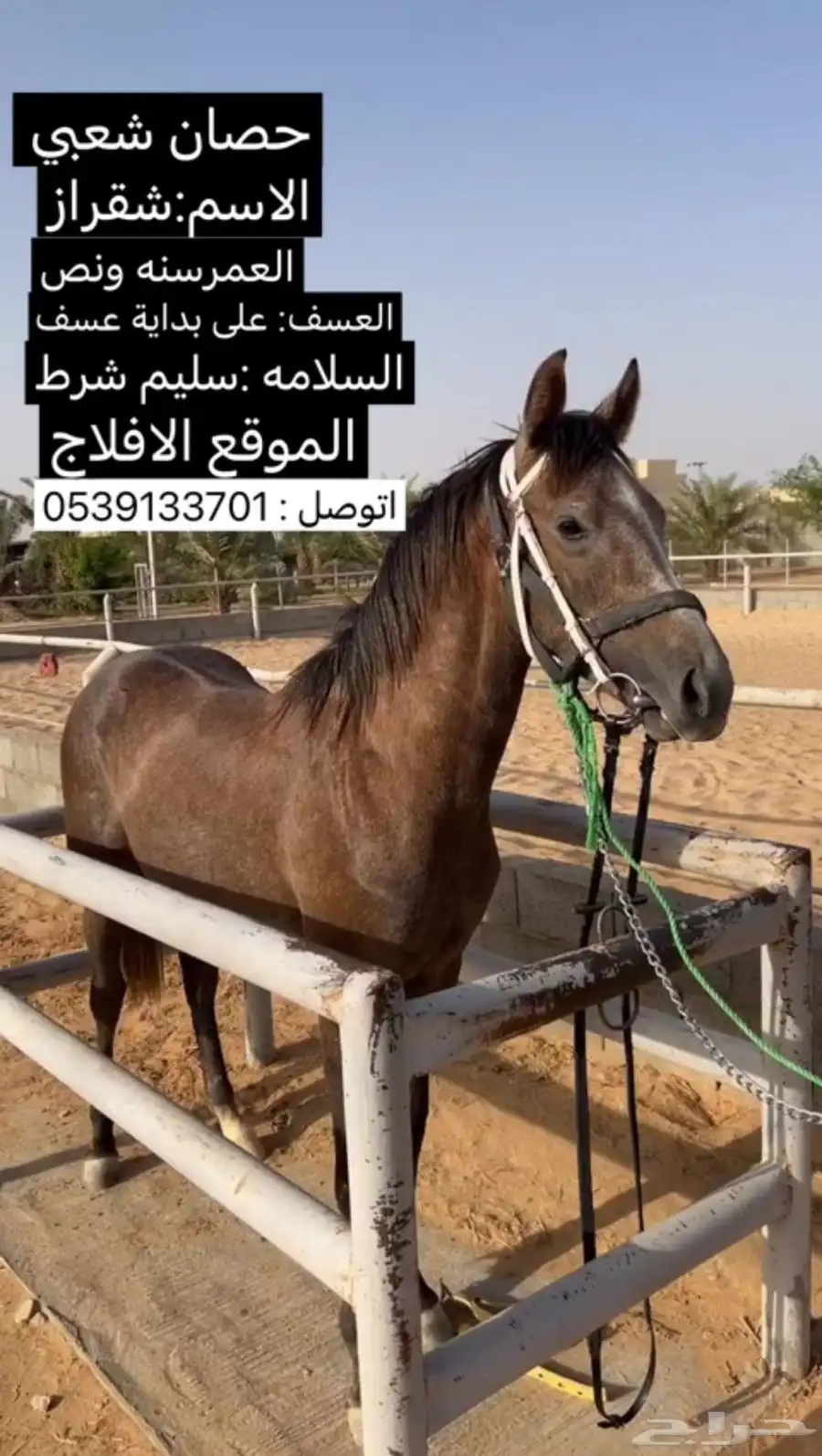 حصان 0