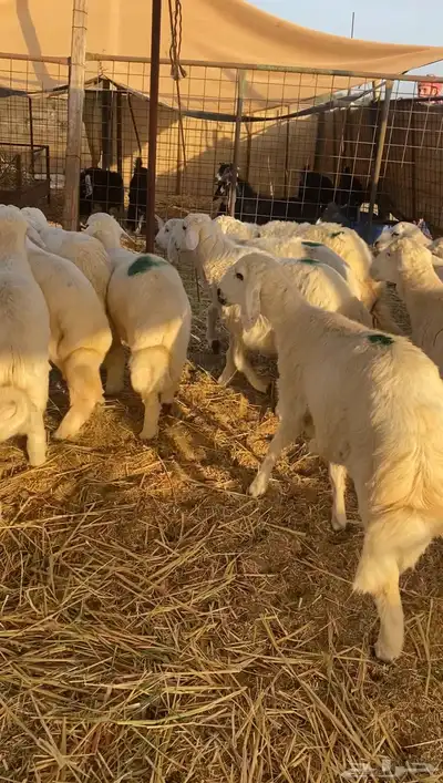 طليان حريه تم البيع 3