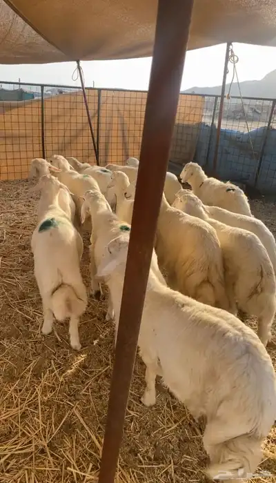 طليان حريه تم البيع 1