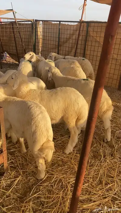 طليان حريه تم البيع 2