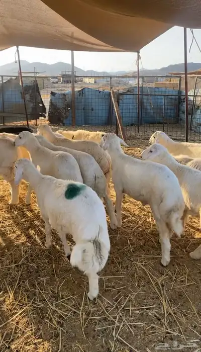 طليان حريه تم البيع 4
