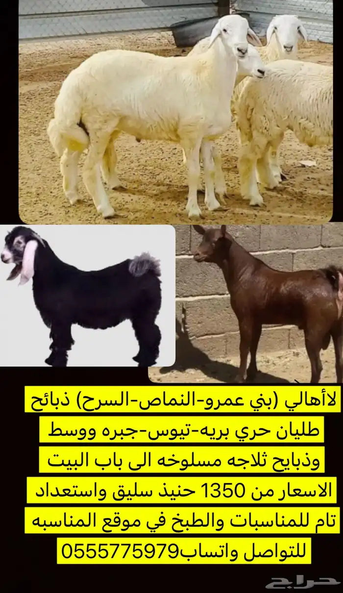 طليان-تيوس-ذبايح 0