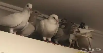 6 حمام للبيع مستعجلل بيع سمح 1