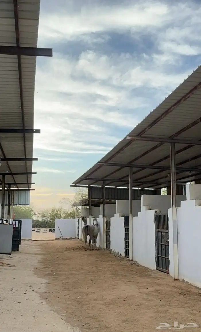 مربط العقيد للايواء والركوب 4