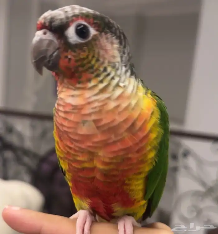 كنيور للبيع 0